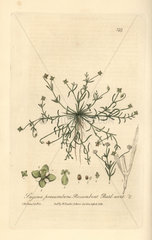 Procumbent or birdeye pearlwort  Sagina procumbens.