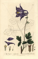 Common columbine  Aquilegia vulgaris.