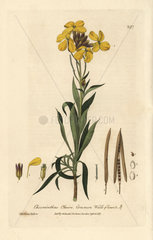 Common wallflower  Cheiranthus cheiri