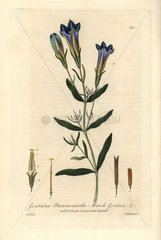 Marsh gentian  Gentiana pneumonanthe.