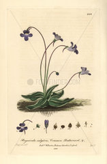 Common butterwort  Pinguicula vulgaris.