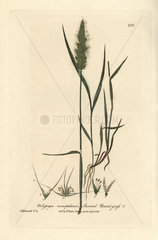 Annual beard grass  Polypogon monspeliensis.