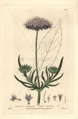 Field scabious or knautia  Knautia arvensis