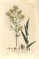 Dyer's wood or woad  Isatis tinctoria.