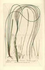 Common feathergrass  Stipa pennata.