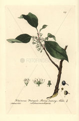 Berry-bearing alder tree  Rhamnus frangula.
