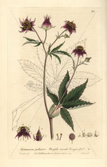 Purple marsh cinquefoil  Comarum palustre.