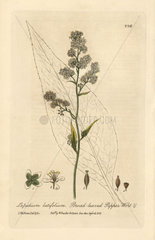 Broad-leaved pepper-wort  Lepidium latifolium