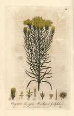Flax-leaved goldylocks  Chrysocoma linosyris