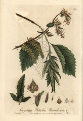 Hornbeam tree  Carpinus betulus