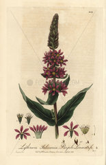 Purple loosestrife  Lythrium salicaria.