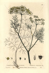 Common fennel  Foeniculum vulgare.