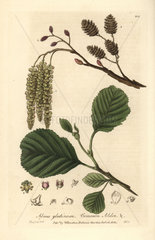 Common alder tree  Alnus glutinosa.
