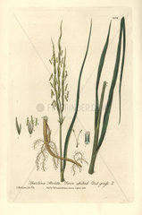 Twin-spiked cord grass  Spartina stricta.