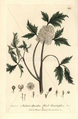 Herb christopher  Actaea spicata.