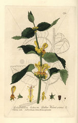 Yellow weasel-snout or archangel  Galeobdolon luteum
