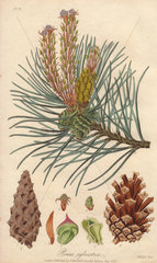 Scots pine  Pinus sylvestris