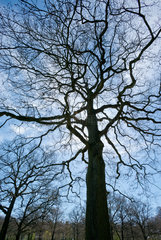 Hamburg  Deutschland  Silhouette eines kahlen Baumes im Volkspark Hamburg