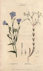 Flax  Linum usitatissimum  and fairy flax  Linum catharticum