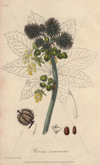 Castor oil plant  Ricinus communis