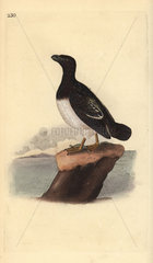 Little auk (female) from Edward Donovan's Natural History of British Birds  London  1818.