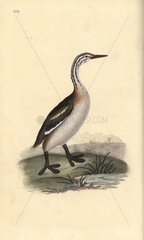 Great crested grebe from Edward Donovan's Natural History of British Birds  London  1818.