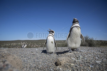 Argentinien-Chubut-Punta-Tombo-Reserve-Pinguine