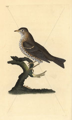 Song thrush from Edward Donovan's Natural History of British Birds  London  1818.