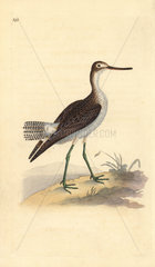 Greenshank from Edward Donovan's Natural History of British Birds  London  1818.