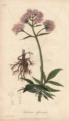 Valerian  Valeriana officinalis