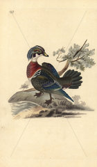 American wood duck from Edward Donovan's Natural History of British Birds  London  1818.