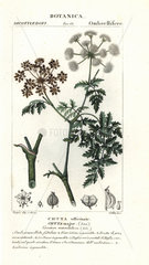 Hemlock  Conium maculatum