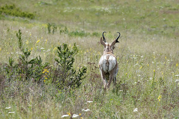 Rear view of a pronghorn in National Bison Range  Montana  USA