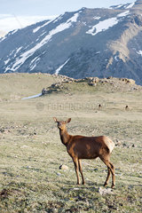 Female elk  Rocky Mountain National Park  Colorado  USA
