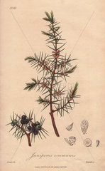 Juniper  Juniperus communis