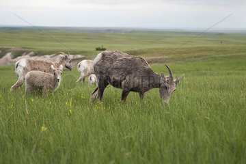 Bighorn sheep ewes and lambs grazing in Badlands National Park  South Dakota  USA