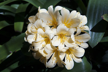 Clivia lily