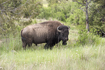 American bison (buffalo)  National Bison Range  Montana  USA
