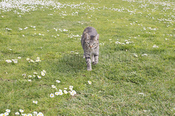 Cat walking on meadow