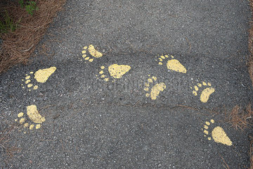 Pawprints painted on paved path