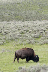 American bison (buffalo) grazing in Yellowstone National Park  Wyoming  USA
