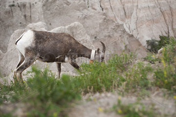 Female bighorn sheep grazing in Badlands National Park  South Dakota  USA