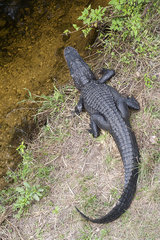 Alligator at water's edge  Everglades National Park  Florida  USA