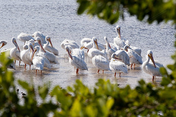 Flock of white pelicans wading along Sanibel Island  Florida  USA