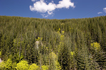 Evergreen forest  Mount St. Helens National Volcanic Monument  Washington  USA