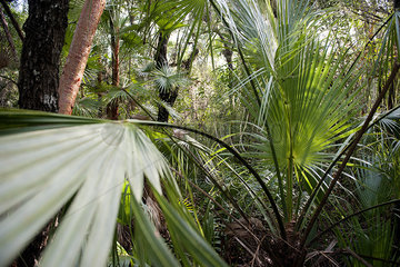 Tropical plants growing in Everglades National Park  Florida  USA