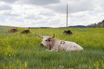Bulls resting in pasture  Wyoming  USA