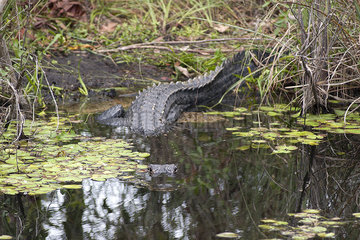 Alligator hiding under water in Everglades National Park  Florida  USA