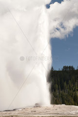 Geyser erupting in Yellowstone National Park  Wyoming  USA