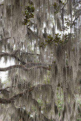 Spanish moss hanging on live oak branches